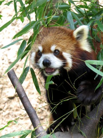 GWレッサーパンダ紀行【１】 のいち動物公園　やっと見れたカイ君＆カイちゃんの屋外展示、みたらしちゃんの今年の妊娠はない模様・・・