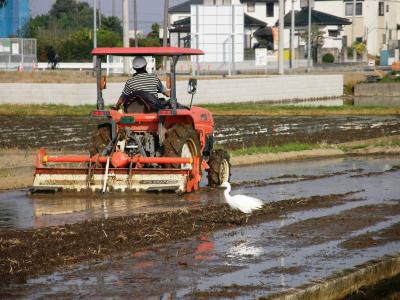 久喜市上内の自前の早朝ウォーキングコースで見られる自然の営みを・・・⑤いよいよ田植えのシーズン