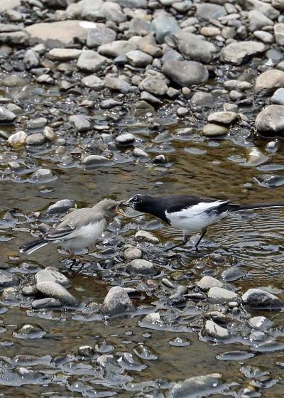 野鳥撮影記録（２０１７年４月）その６・初夏の河川