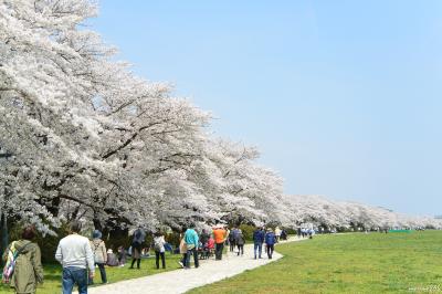 みちのく三大桜名所めぐり：（１）北上展勝地