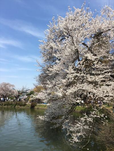 2017年04月　臥龍公園の桜と遠藤酒造の蔵開きに行ってきました。
