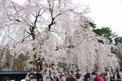 みちのく三大桜名所めぐり：（２）角館武家屋敷通り