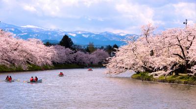 東北の桜前線を訪ねて（北上展勝地・角館・弘前・小岩井一本桜・石割桜）