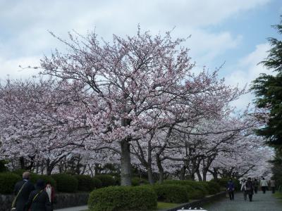 彦根城の桜