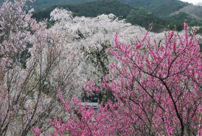 2017春、奈良県の桜(5/10)：又兵衛桜(2/3)：スイセン、菜の花、ハクモクレン、馬酔木
