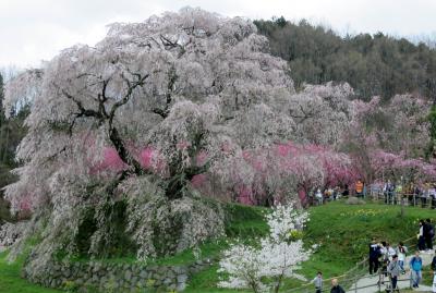 2017春、奈良県の桜(6/10)：又兵衛桜(3/3)：スイセン、菜の花、紅枝垂れ桜