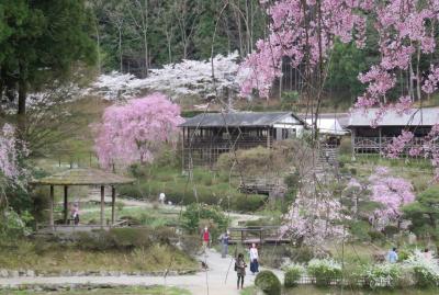 2017春、奈良県の桜(9/10)：花の郷・滝谷(3/4)：八重紅枝垂れ桜、ショウジョウバカマ