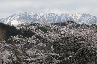 残雪の大山と桜