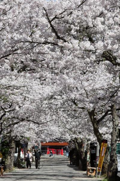 がいせん桜　出雲街道新庄宿　