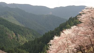 念願の吉野の桜
