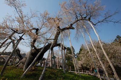山形で桜巡り　～白鷹の釜ノ越桜・薬師桜と伊佐沢の久保桜～