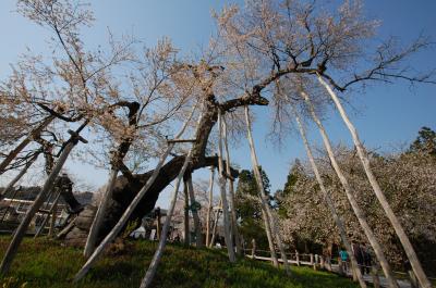 山形で桜巡り　～白鷹の釜ノ越桜・薬師桜と伊佐沢の久保桜～