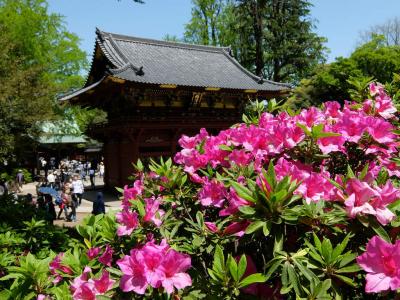根津神社　つつじ祭りも数日で終わりに,頑張ってるつつじもありますよ、