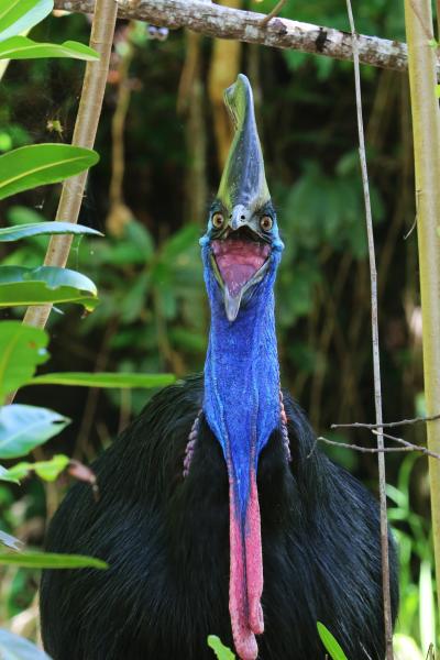 野生のヒクイドリに会うためだけにオーストラリアへ vol.3