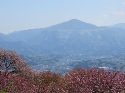 今年初めての美の山ハイキング③花の森～山頂～黒谷迄