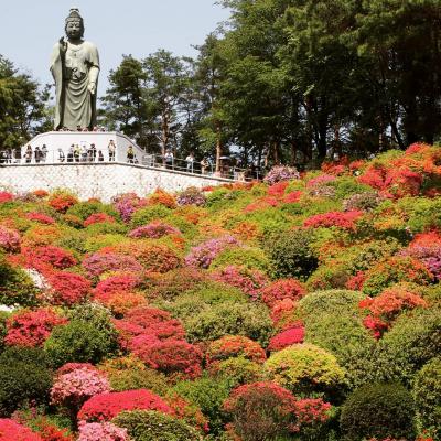 昨年のリベンジで、再度塩船観音寺へ