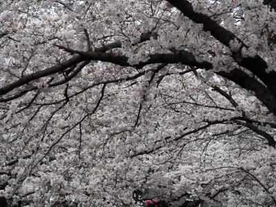 2017 麻生川の桜