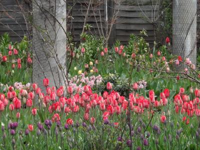 バラクライングリッシュガーデンのGW~パラダイスガーデン「球根花の饗演」