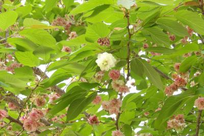 上野公園の園里黄桜（ソノサトキザクラ）