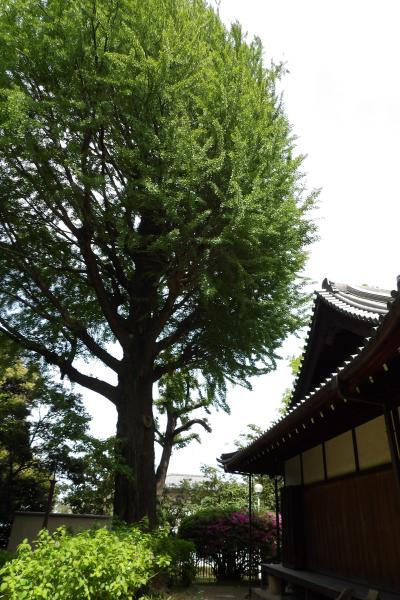 東京国立博物館・日本庭園－2017年春