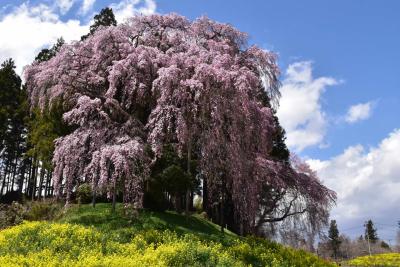 豪快に彩る「合戦場のしだれ桜」 2017（福島）