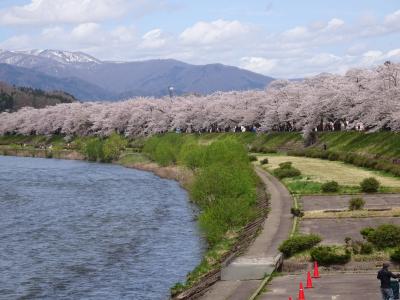 2017年(平成29年)GW 東北三大桜を愛でる旅3日間③秋田(刺巻湿原ﾐｽﾞﾊﾞｼｮｳ 角館(桧内川川の桜並木 武家屋敷 枝垂桜 樺細工伝承館 昼食(西宮家)) 