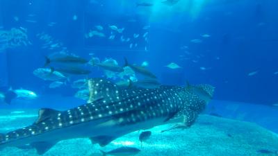 4月初旬　初沖縄一人旅さ～