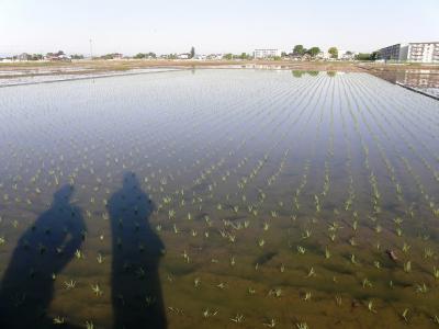 久喜市上内の自前の早朝ウォーキングコースで見られる自然の営みを・・・⑥いよいよ田植が進みます