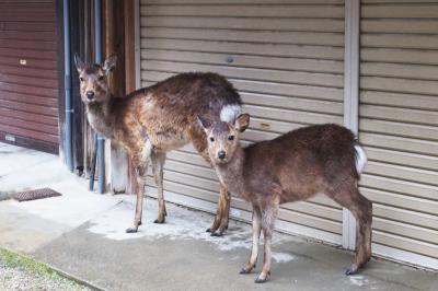 雨の奈良公園、鹿さんたちも雨宿り