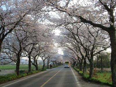 全羅南道での天然染色体験と鴨の煮込みに舌鼓