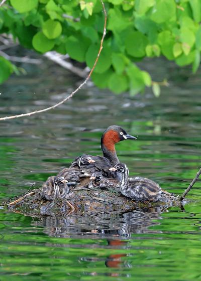 野鳥撮影記録（２０１７年５月）その１