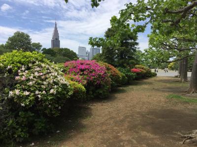 【東京さんぽ】お弁当持って新宿御苑でピクニック♪