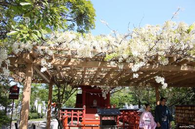 GWの鎌倉花散歩：裏鎌倉を行く