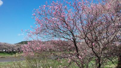 日帰り温泉と大河原一目千本桜