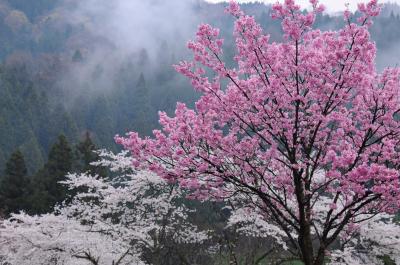 越前の春を旅する【１】～桜咲く一乗谷～