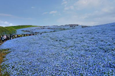 観光バスで巡る 2大花の名所 #1 - 国営ひたち海浜公園 水仙とネモフィラ