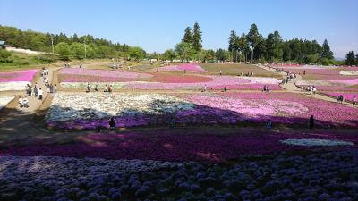 羊山公園の芝桜と秩父神社巡り