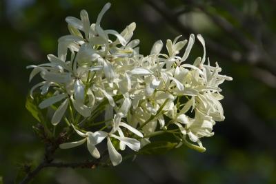 ハンカチの木となんじゃもんじゃ