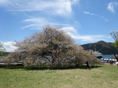 箱根に一本桜見に出かけました