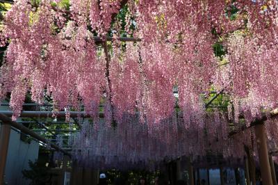 江南市曼荼羅寺の藤