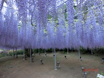 ５月のお花見