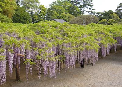 藤をみにいこう ～樹齢1,200年!? 牛島の藤