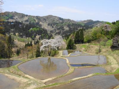 松之山・赤湯・蔵王・青根・妙高　温泉と桜と新緑をめぐる旅（１）松之山☆芸術の里の棚田と美人林