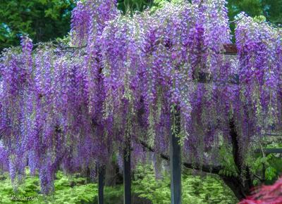 この季節　素敵な　ふじ棚を　求めて～　  白毫寺　＆　和田山白井大町