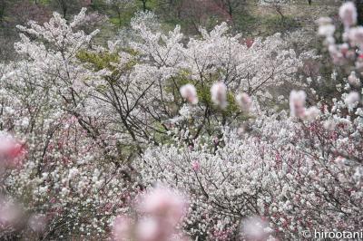 日本一の花桃の里　南信州阿智村：花桃と桜の競演