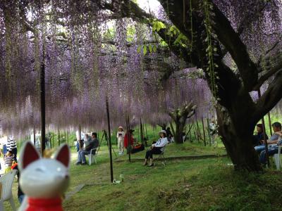 今年も藤の花を見に。今度は兵庫県の丹波の白毫寺