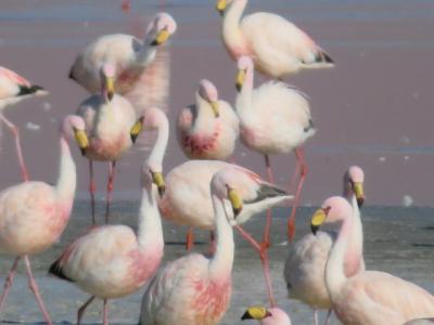 ボリビア　「行った所・見た所」　ウユニのラグナ・コロラダでフラミンゴを見て山岳ドライブ