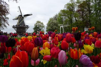 2017年 ゴールデンウィークはヨーロッパ⑨ オランダ キューケンホフ公園と帰国編