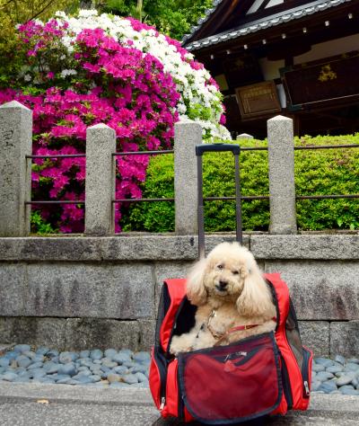 しょーきちさん 新緑とお花いっぱいの京をいく