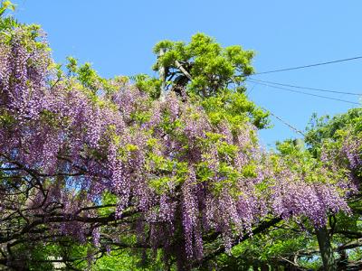 藤めぐり② 【国領神社】+夢見ヶ崎動物園